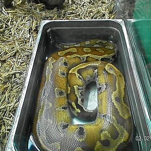 Red Blood Python