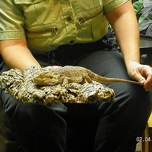 Bearded Dragon