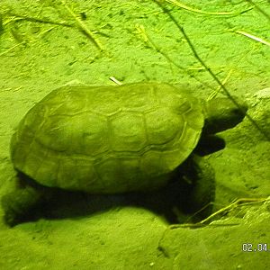Gopher Tortoise