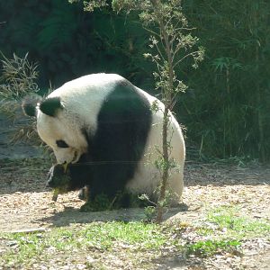 xin hua giant panda chapultepec zoo