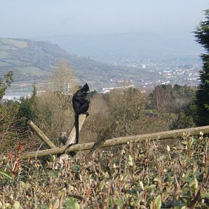 Francois languar and a view of Belfast City