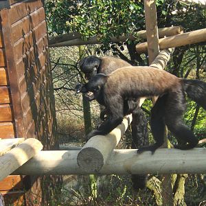 Red-backed Bearded Saki
