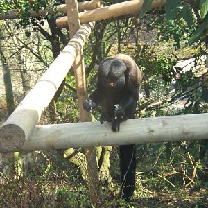 Red-backed Bearded Saki