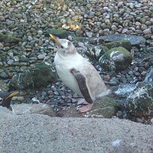 Gentoo Penguin