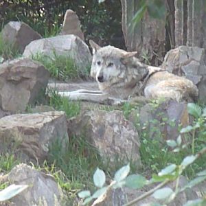 mexican wolf chapultepec zoo