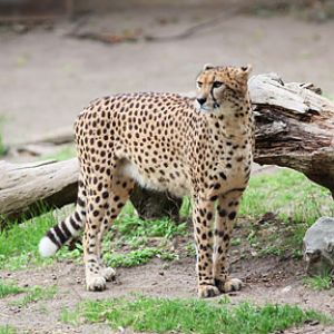 southern cheetah