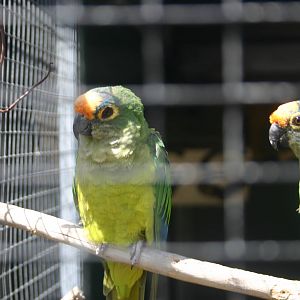 Peach-fronted Conure - Parrot Place, 2010.
