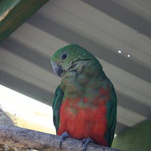 Female (or possibly Juvenile Male...) Australian King Parrot - Parrot Place
