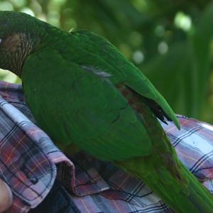Maroon-bellied Conure - Parrot Place, 2010.