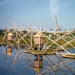 Gibbon & Siamang Island