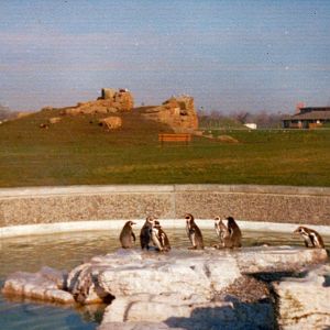 Original penguin pool