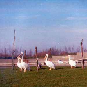 Pelicans in front of the sea lion exhibit