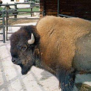 Male bison 'Manato'