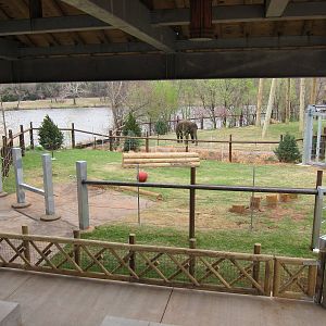 Elephant Exhibit