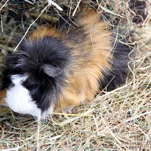 Zoo Wrocław - Cavia porcellus