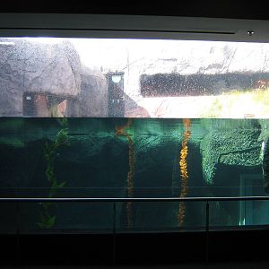 penguin exhibit at the International Antarctic Centre