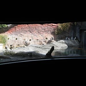 penguin exhibit at the International Antarctic Centre