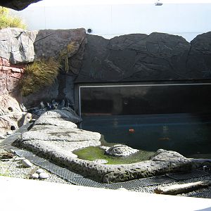 penguin exhibit at the International Antarctic Centre