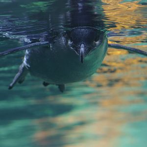 little blue penguin (Eudyptula minor) at the International Antarctic Centre