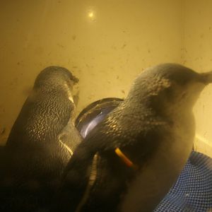 little blue penguins (Eudyptula minor) at the International Antarctic Centr