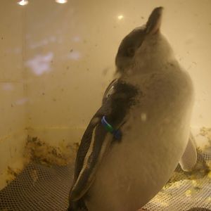 white-flippered penguin at the International Antarctic Centre