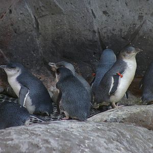 penguins at the International Antarctic Centre