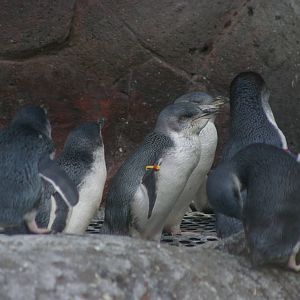 penguins at the International Antarctic Centre