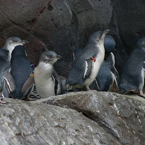 penguins at the International Antarctic Centre