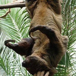 Zoo Wrocław- Bradypus tridactylus