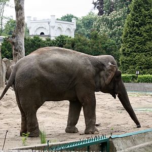 Zoo Wrocław - Elephas maximus