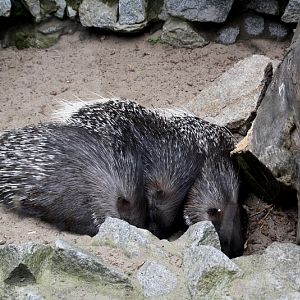 Zoo Wrocław - Hystrix leucura