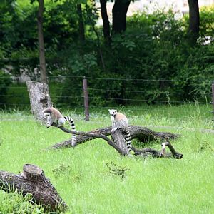 Zoo Wrocław - Lemur catta