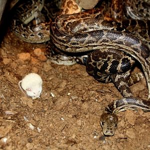 Zoo Wrocław - Friends