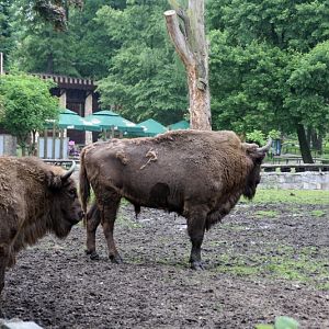 Zoo Wrocław - Bison bonasus
