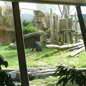 Gorilla enclosure