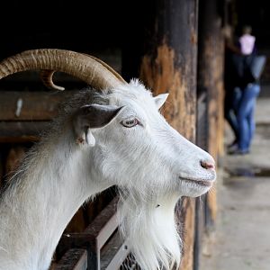 Zoo Wrocław - Capra hircus