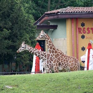 Zoo Wrocław - Giraffa camelopardalis