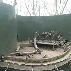 White-naped Mangabeys