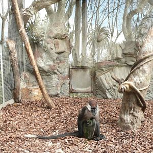 Cherry-crowned Mangabey