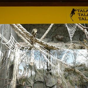 Talapoin enclosure