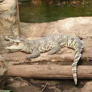 Siamese crocodile