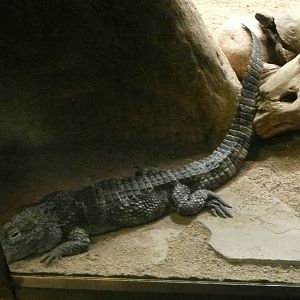 Chinese Alligator in Terrarium .