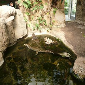 Spectacled Caiman