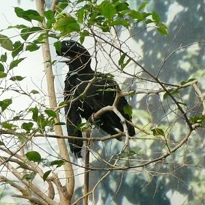 Long-wattled Umbrella Bird