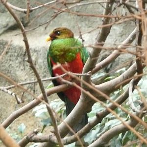 Golden-headed Quetzal