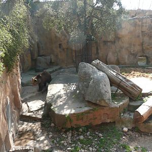 Brown Bear enclosure