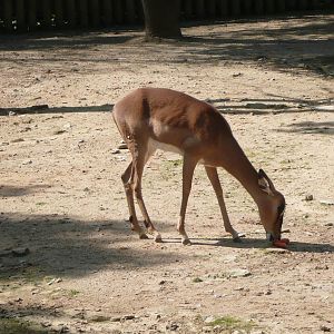 Black-faced Impala