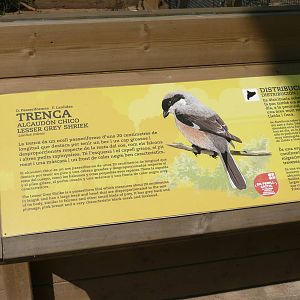 Notice on Lesser Grey Shrike aviary