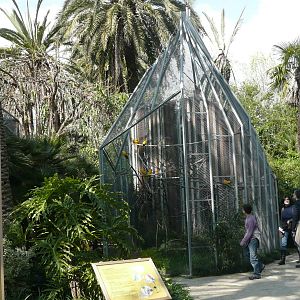 Golden Conure aviary