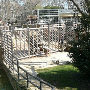 African Elephant at Protected Contact barrier .